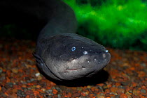 Electric eel (Electrophorus electricus), Peru