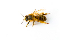Honey bee (Apis mellifera) worker