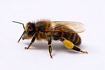 Honey bee (Apis mellifera) worker with pollen sac on back leg