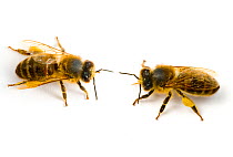 Two worker Honey bees (Apis mellifera) with pollen sacs on legs