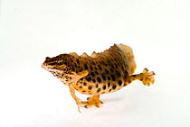 Smooth / Common newt (Triturus / Lissotriton vulgaris) swimming