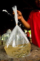 Plastic bag full of Silver arowana fish (Osteoglossum bicirrhosum) collected for the ornamental fish trade from the Varzea flooded forests of South America, Peru