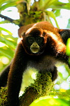 Yellow-tailed woolly monkey (Oreonax / Lagothrix flavicauda) on branch, Alto Mayo, Amazonas, Peru, critically endangered species