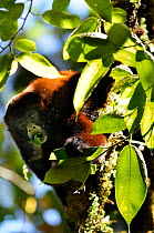 Yellow-tailed woolly monkey (Oreonax / Lagothrix flavicauda) feeding on leaves, Alto Mayo, Amazonas, Peru, critically endangered species