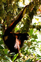 Yellow-tailed woolly monkey (Oreonax / Lagothrix flavicauda) on branch with tail holding onto another branch, Alto Mayo, Amazonas, Peru, critically endangered species