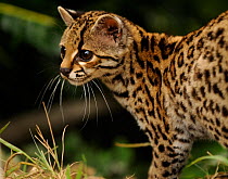 Margay (Leopardus wiedii) portrait, semi-free-ranging, Peruvian Amazon, Peru