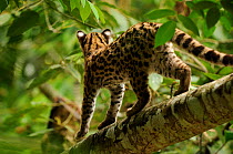 Rear view of Margay (Leopardus wiedii) walking along branch, semi-free-ranging, Peruvian Amazon, Peru