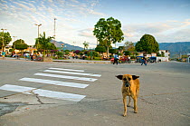 Stray / Feral dog (Canis familiaris) on road in village, Moyabamba, Peru, June 2008