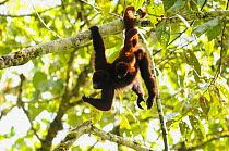 Yellow-tailed woolly monkey (Oreonax / Lagothrix flavicauda) hanging from branch carrying baby, Alto Mayo, Amazonas, Peru, critically endangered species
