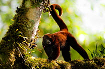 Yellow-tailed woolly monkey (Oreonax / Lagothrix flavicauda) on branch with tail in air, Alto Mayo, Amazonas, Peru, critically endangered species