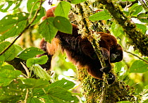 Yellow-tailed woolly monkey (Oreonax / Lagothrix flavicauda) male reaching between branches, showing long yellow tuft of pubical hair, Alto Mayo, Amazonas, Peru, critically endangered species