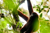 Yellow-tailed woolly monkey (Oreonax / Lagothrix flavicauda) hanging from branch, Alto Mayo, Amazonas, Peru, critically endangered species