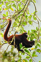 Yellow-tailed woolly monkey (Oreonax / Lagothrix flavicauda) in tree foraging, Alto Mayo, Amazonas, Peru, critically endangered species