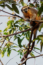Andean / Rio mayo titi monkey (Callicebus oenanthe) sitting in tree, Alto Mayo, Peru, Endangered species