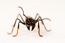 Isula / Bullet ant (Paraponera clavata), Peru