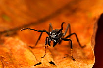 Isula / Bullet ant (Paraponera clavata) on leaf, Peru