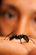Biologist with Isula / Bullet ant (Paraponera clavata) on hand, Peru. Model released