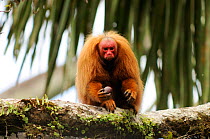 Peruvian red uakari monkey (Cacajao calvus ucayalii) eating aguaje palm fruits (Mauritia flexuosa) Yavari River, Peru, vulnerable species, wild
