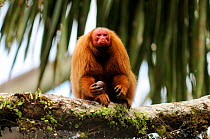 Peruvian red uakari monkey (Cacajao calvus ucayalii) eating aguaje palm fruits (Mauritia flexuosa) Yavari River, Peru, vulnerable species, wild