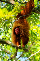 Peruvian red uakari monkey (Cacajao calvus ucayalii) adult male in hanging display. Yavari River, Peru, vulnerable species, wild
