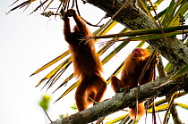 Peruvian red uakari monkey (Cacajao calvus ucayalii) feeding in rainforest tree, Yavari River, Peru, vulnerable species, wild