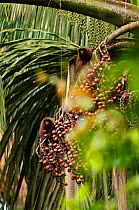 Dusky titi monkey {Callicebus moloch} feeding on rainforest fruits, Yavari River, Amazon, Peru
