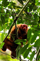 Peruvian red uakari monkey (Cacajao calvus ucayalii) in rainforest tree, Yavari River, Peru, wild, vulnerable species