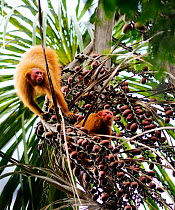 Peruvian red uakari monkey (Cacajao calvus ucayalii) feeding in rainforest on aguaje palm fruits (Mauritia flexuosa) Yavari River, Peru, wild, vulnerable species