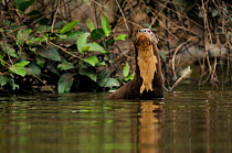 Giant river otter (Pteronura brasiliensis) in Yavari River, wild, Amazonian rainforest, Peru, Endangered species