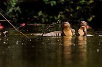 Giant river otter (Pteronura brasiliensis) pair in Yavari River, wild, Amazonian rainforest, Peru, endangered species