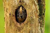 Yellow-crowned brush-tailed rat / Cono-cono {Isothrix bistriata} in tree hollow, Yavari River, Peruvian Amazon