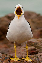 Belcher's / Peruvian band-tailed gull (Larus belcheri) calling, Paracas National Reserve, Peru