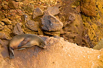 South american fur seal (Otaria flavescens) resting on cliff ledge, Paracas National Reserve, Peru