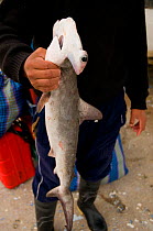 Dead Smooth hammerhead shark {Sphyrna zygaena} held by fisherman, Paracas national reserve, Peru
