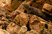 Marine otter (Lontra felina) cub on coastal rocks, Paracas National Reserve, Peru, Endangered species