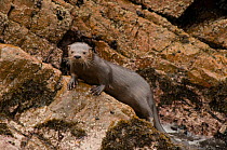 Marine otter (Lontra felina) female on coastal rocks, Paracas National Reserve, Peru, Endangered species