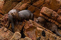 Marine otter (Lontra felina) female and cubs on coastal rocks, Paracas National Reserve, Peru, Endangered species