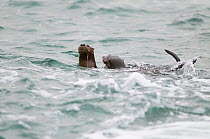 Marine otter (Lontra felina) female and cubs in the sea, Paracas National Reserve, Peru, Endangered species