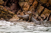 Marine otter (Lontra felina) female and cub on coastal rocks, Paracas National Reserve, Peru, Endangered species