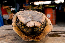 Yellow-footed tortoise (Geochelone denticulata) for sale in Market, Bella Vista Nanay on the Amazon River, Peru, September 2008