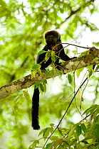 Goeldi's monkey / marmoset (Callimico goeldii) in Amazon Rainforest, Peru, vulnerable species