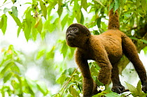 Poeppig's / Silvery woolly monkey (Lagothrix poeppigii) in amazon rainforest, Peru, vulnerable species