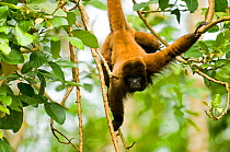 Poeppig's / Silvery woolly monkey (Lagothrix poeppigii) hanging down in amazon rainforest, Peru, vulnerable species