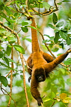 Poeppig's / Silvery woolly monkey (Lagothrix poeppigii) hanging from tail in amazon rainforest, Peru, vulnerable species