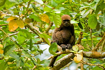 Humboldt's / Common woolly monkey (Lagothrix lagotricha) sitting in Amazon Rainforest tree with young, Peru. Vulnerable species