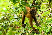 Poeppig's / Silvery woolly monkey (Lagothrix poeppigii) in amazon rainforest, Peru, vulnerable species
