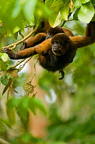 Poeppig's / Silvery woolly monkey (Lagothrix poeppigii) moving through amazon rainforest with young on back, Peru, vulnerable species