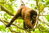 Poeppig's / Silvery woolly monkey (Lagothrix poeppigii) aggressive display in amazon rainforest, Peru, vulnerable species