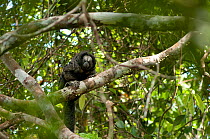 Geoffroy's monk saki (Pithecia monachus), Rio Yanayacu, Pacaya-Samiria National Park, Peruvian Amazon, Peru