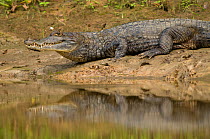 Spectacled Caiman {Caiman crocodilus} on river bank, Rio Yanayacu, Pacaya-Samiria National Park, Peru